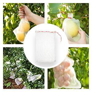 Fruit Exclusion Bag