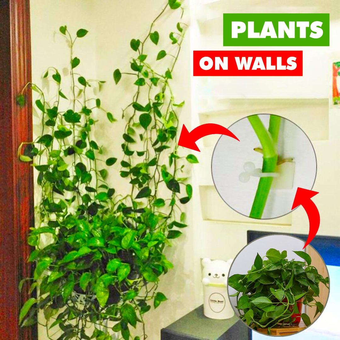 indoor plant wall clips Climbee Plant Climbing Wall Clip