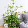 Plant wall clip1