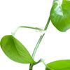 Plant wall clip2