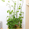 Plant wall clip3