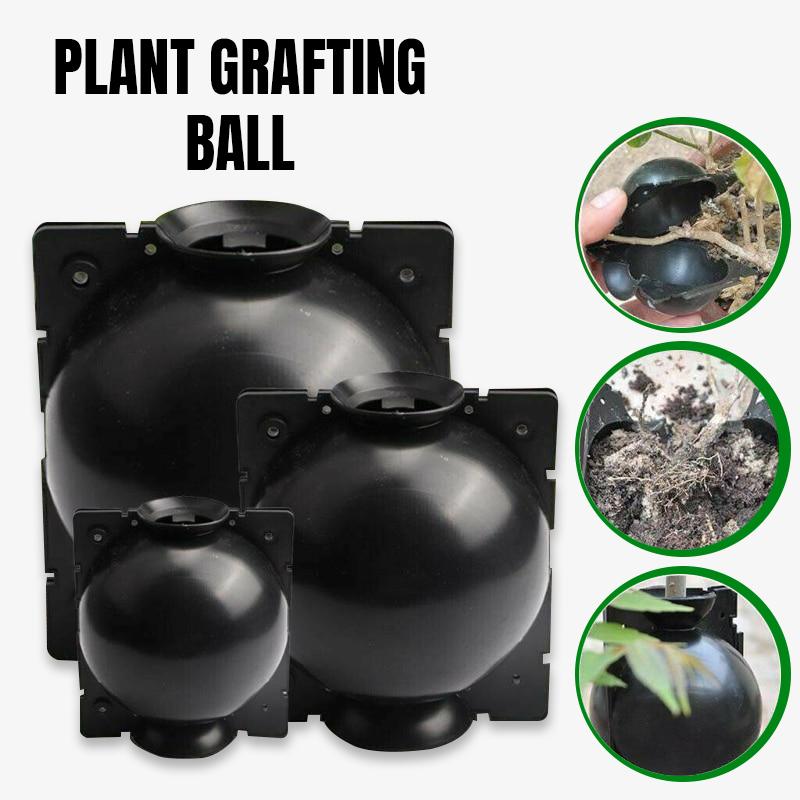 grafting reproduction