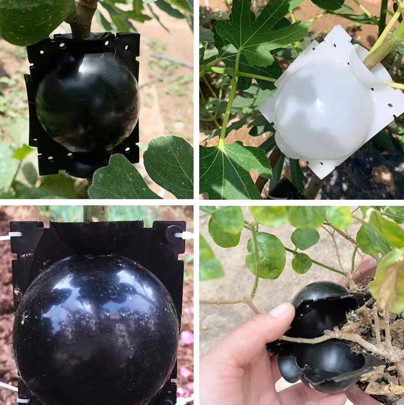 how to get plant clippings to root