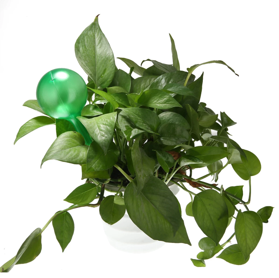 plant on a white pot with automatic self watering flask