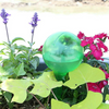 flowering plants with a bulb plant watering flask filled with water
