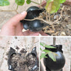 plant rooting ball grafting