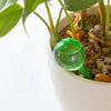 self watering flask attached to the soil of green plant